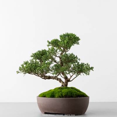 紀州真柏｜TPA5683