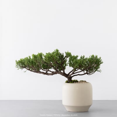 台灣真柏｜TTP5729