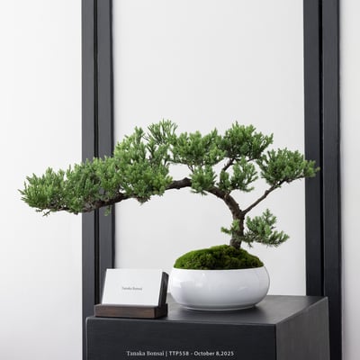 台灣真柏｜TTP5585