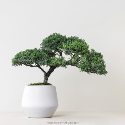 紀州真柏｜TP5954