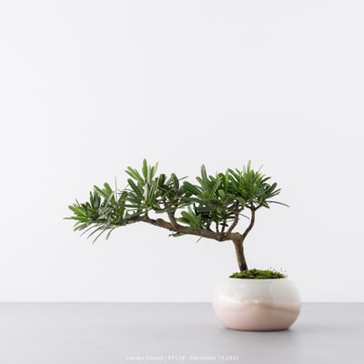 晶鑽羅漢松｜FP5287