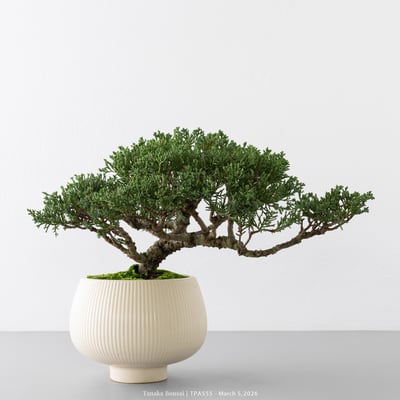 紀州真柏｜TPA5551