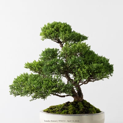 紀州真柏｜TPA5729