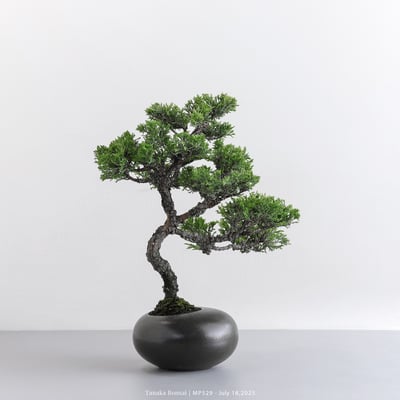 宮坂系魚川真柏｜MP5296