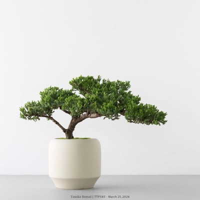 臺灣真柏｜TTP5853