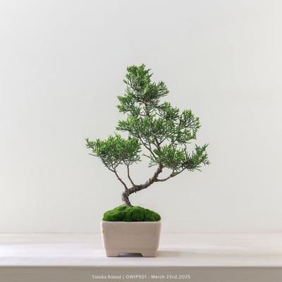 【官網限定】系魚川真柏｜OWIP5014