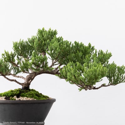 台灣真柏｜TTP5688