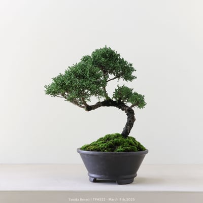 紀州真柏｜TPA5223