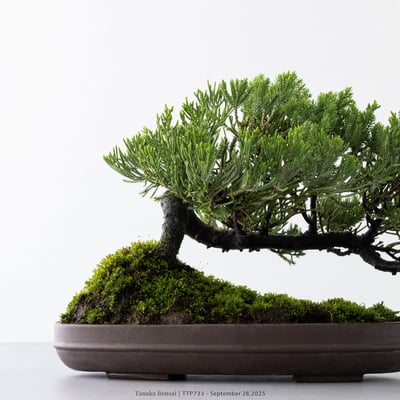 台灣真柏｜TTP7333