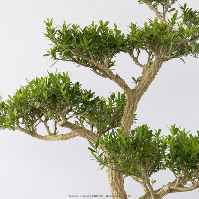 雀舌黃楊｜BHP7083