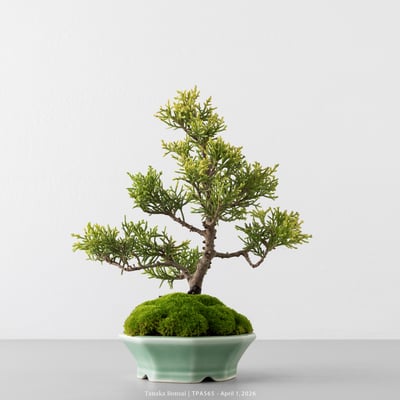 紀州真柏｜TPA5654