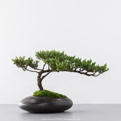 台灣真柏｜TTP5654