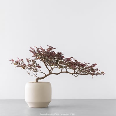 紅花繼木｜HP5135