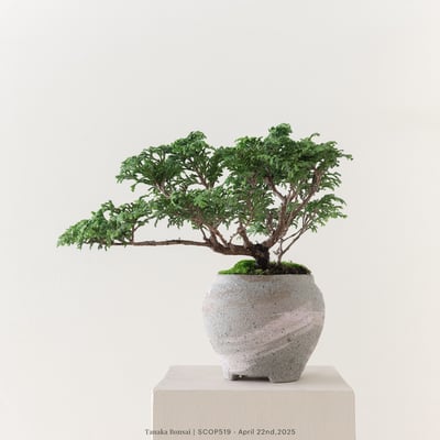 姬檜木｜SCOP5196