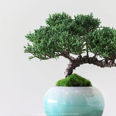 紀州真柏｜TPA5197