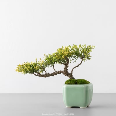 紀州真柏｜TPA5663