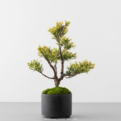 紀州真柏｜TPA5676