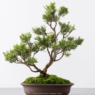 系魚川真柏｜IP5228