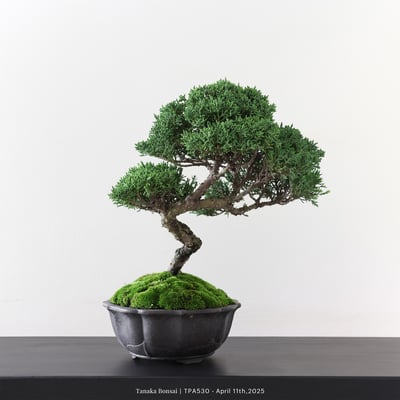 紀州真柏｜TPA5307