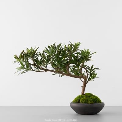 晶鑽羅漢松｜FP5338