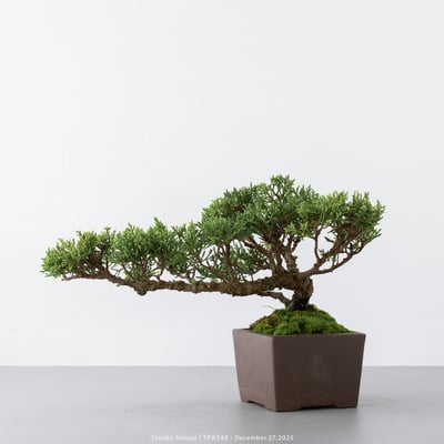 紀州真柏｜TPA5497