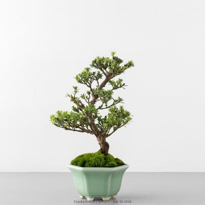 綠鑽羅漢松｜GPP517-B7