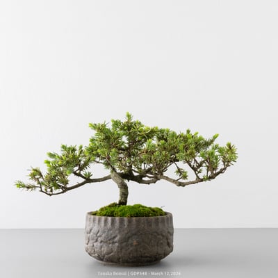 黃金杜松｜GDP5482