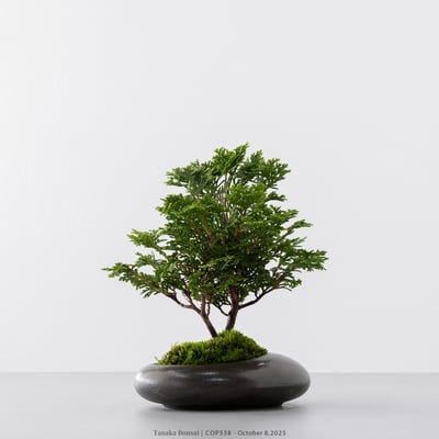 日本青檜｜COP5387