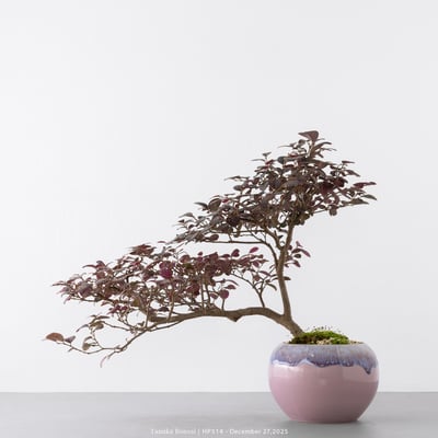 紅花繼木｜HP5147