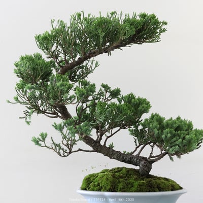 台灣真柏｜TTP7247