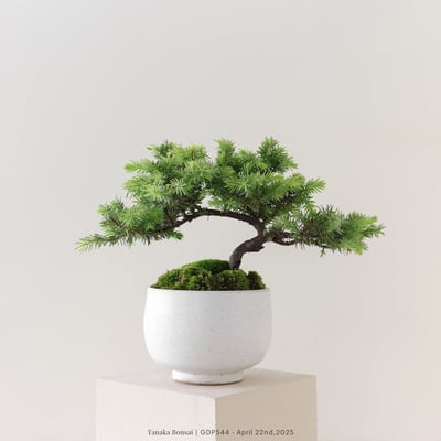 黃金杜松｜GDP5444