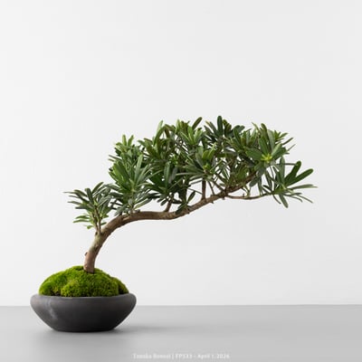 晶鑽羅漢松｜FP5336