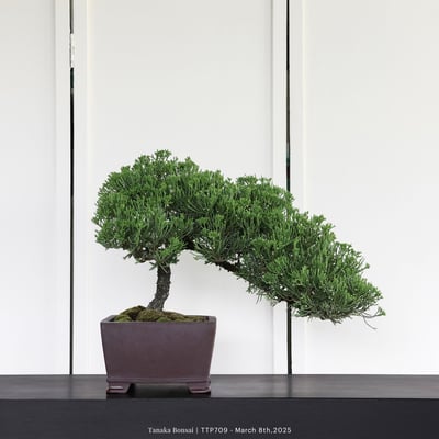 台灣真柏｜TTP7091