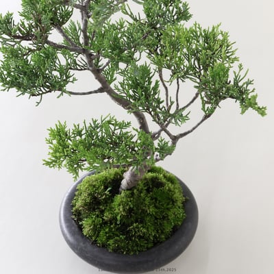 系魚川真柏｜IP5217