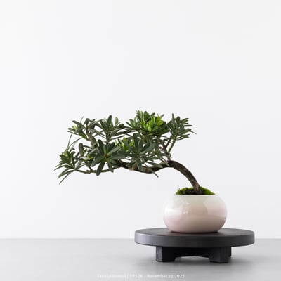 晶鑽羅漢松｜FP5262