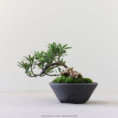 晶鑽羅漢松｜FP5164