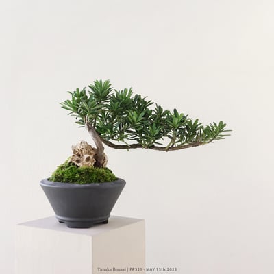 晶鑽羅漢松｜FP5213