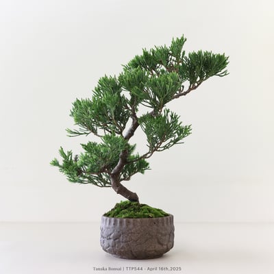 台灣真柏｜TTP5445