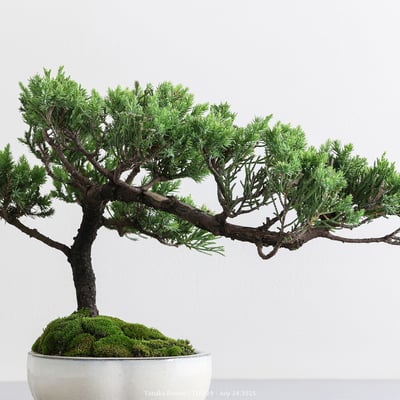 台灣真柏｜TTP7298