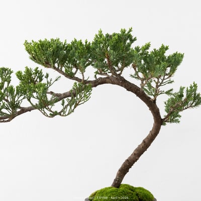 臺灣真柏｜TTP5889