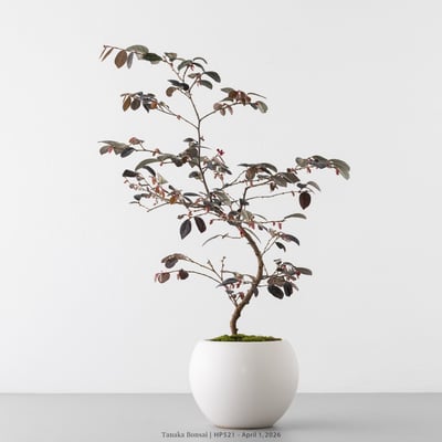 紅花繼木｜HP5215