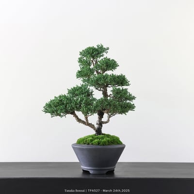 紀州真柏｜TPA5271