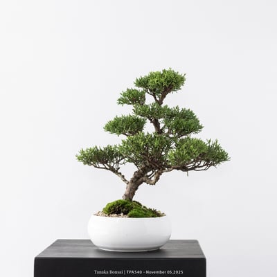 紀州真柏｜TPA5407