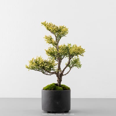 紀州真柏｜TPA5675