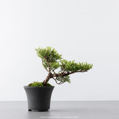 紀州真柏｜TPA5446