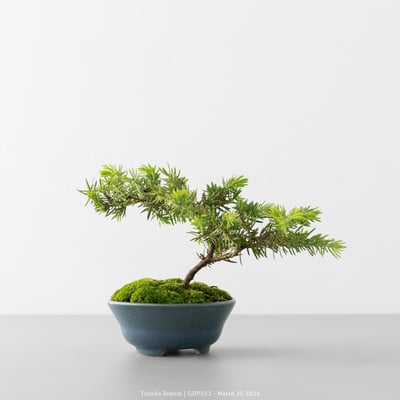 黃金杜松｜GDP5523