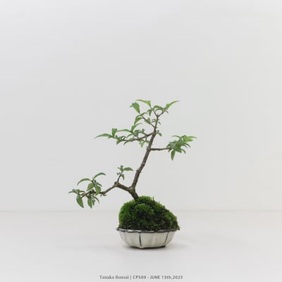 李氏櫻桃｜CP5096