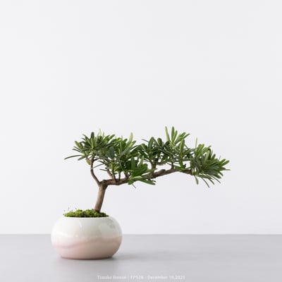 晶鑽羅漢松｜FP5284