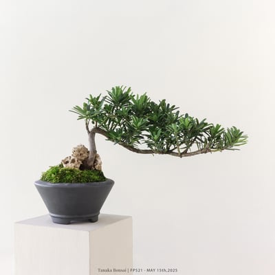 晶鑽羅漢松｜FP5211