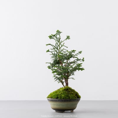 日本青檜｜COP5234